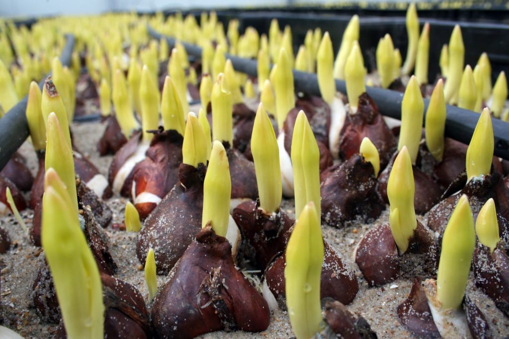 Где и как сохранить луковицы тюльпанов